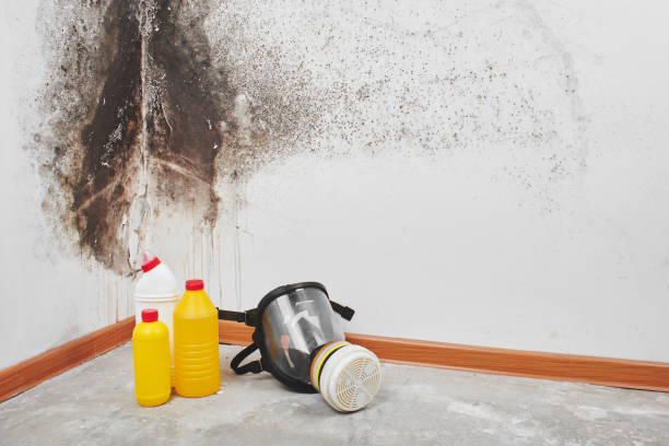 Trusted Hillcrest, NY Mold Removal Experts