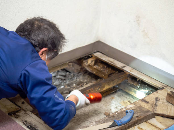 Best Mold Cleaning Services  in Hillcrest, NY