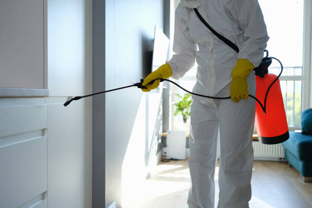 Best Fast Mold Removal  in Hillcrest, NY