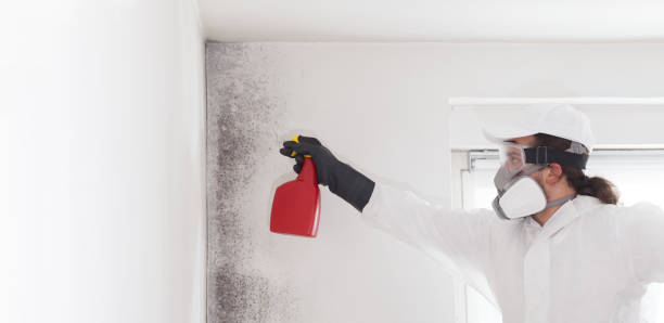 Crawl Space Mold Removal in Hillcrest, NY