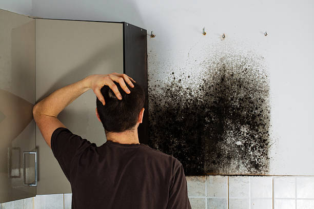 Best Affordable Mold Removal  in Hillcrest, NY