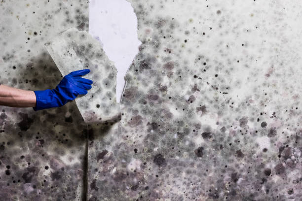 Best Black Mold Removal  in Hillcrest, NY